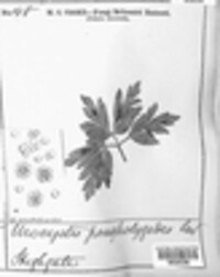 Urocystis anemones image